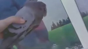 голубь Шредингера живой но неживой