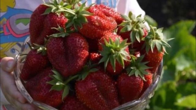 «Сорта-богатыри»: клубника  из семян. Обновление коллекции сезона 20/21