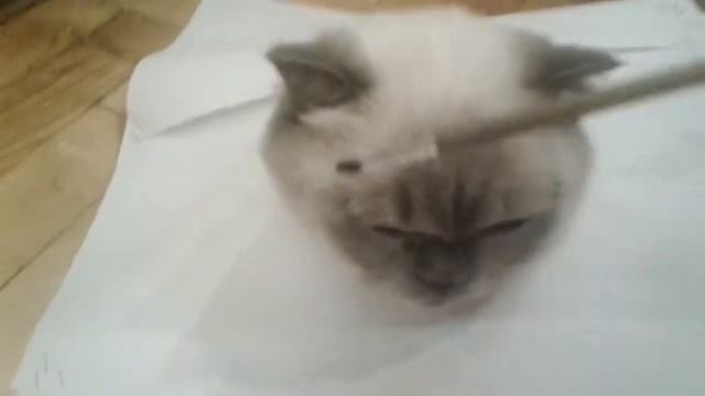 Майстер-класс как рисовать кошку???