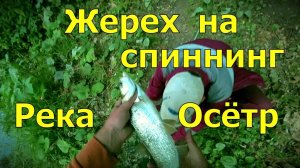 Рыбалка на спиннинг река Осётр .Жерех на спиннинг.