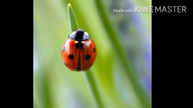Рисование: «Божья коровка» смотреть онлайн