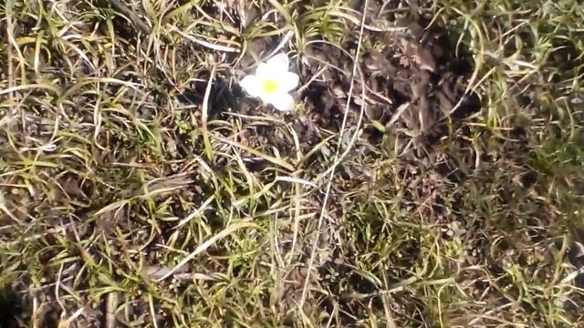 цветы Казахстана " подснежник " смотреть онлайн