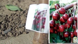 Агро-Маркет(agro-market) БОНУСЫ! Саженцы! Черешня Сказка, колоновидная черешня, колоновидная яблон