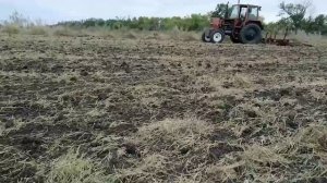 БОРОНОВАНИЕ ПОСЛЕ ДИСКОВКИ ПОД ПОСЕВ ОЗИМОЙ ПШЕНИЦЫ