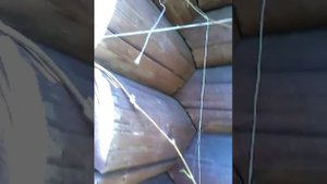 Девичий виноград посадка и уход