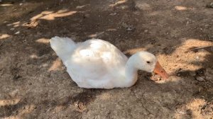 Гусёнок не встаёт на лапы