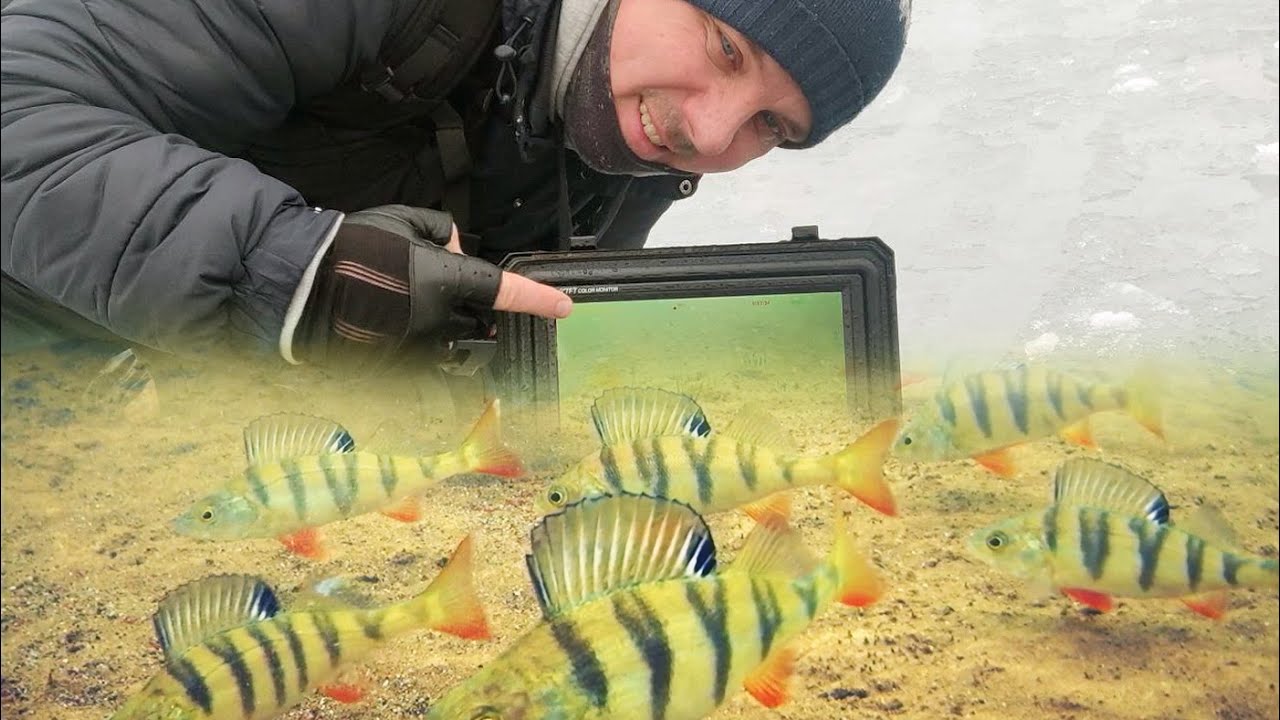 Огромная стая окуней. Подводная съёмка. Язь 52.Рыбалка в Ленинградской области. Под водой смотреть онлайн