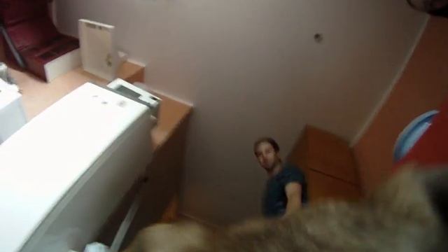 Мир глазами собаки смотреть онлайн