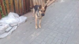 Восточно европейская овчарка