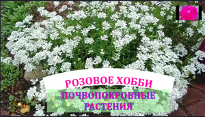 РОЗЫ, ПИОНЫ, ГОРТЕНЗИИ В ШОКЕ ОТ МОРОЗА. А ПОЧВОПОКРОВНЫЕ - РАДУЮТ.