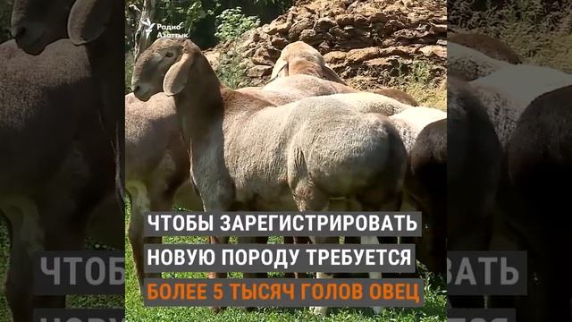 ПОЧЕМУ АРАШАН ТАКОЙ ДОРОГОЙ