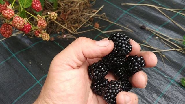 Сорт ежевики Вон, самый вкусный!!! смотреть онлайн