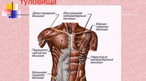 мышечная система