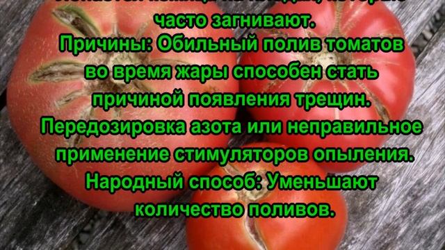 Основные болезни помидоров и их лечение! Фитофтороз, вершинная гниль, бурая пятнистость, серая гнил