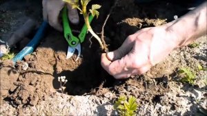 Что делать с порослью малины весной