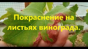 Покраснение на листьях винограда.  Важные подкормки для вызревания лоз. Саженец растет без побегов.