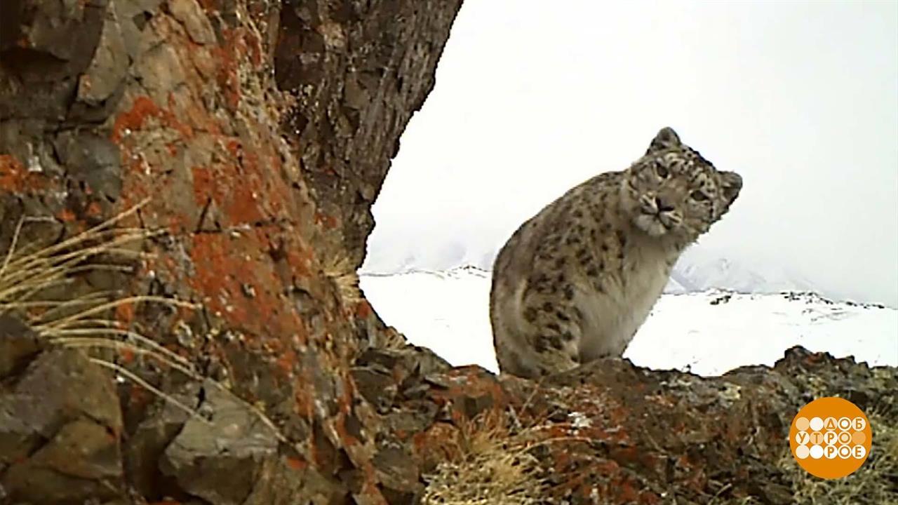 Ирбисы, улыбнитесь, вас снимают! Доброе утро. Фрагмент выпуска от 04.10.2023