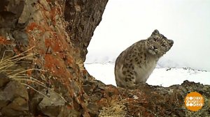 Ирбисы, улыбнитесь, вас снимают! Доброе утро. Фрагмент выпуска от 04.10.2023