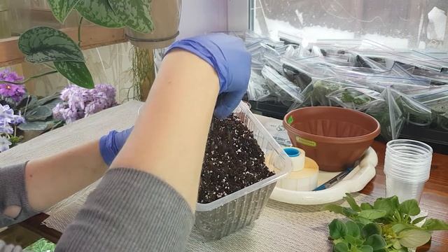 Пересадка фиалок. Омоложение трейлерных фиалок. Фитильный и верхний полив. смотреть онлайн