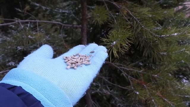 Московки маленькие синички смотреть онлайн