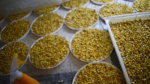 Микрозелень кукурузы своими руками Ч.2 :-)