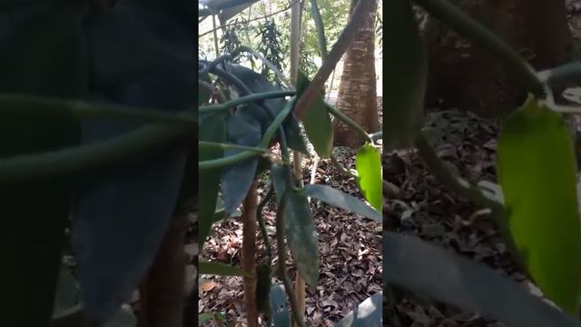 Vanilla vine in Zanzibar