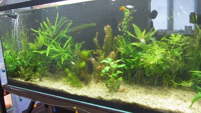 Уборка, прополка, сифонка. Уход за аквариумом 200 литров. смотреть онлайн