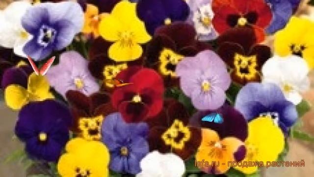 Фиалка рогатая Макси Микс ? рогатая фиалка Макси Микс обзор: как сажать, семена фиалки Макси Микс смотреть онлайн