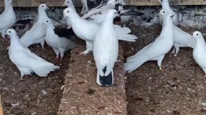 Белые голуби Эльбруса Дагестан #Голуби #Дагестан #Pegion #Pegeon #Baku PIGEONS #BAKU