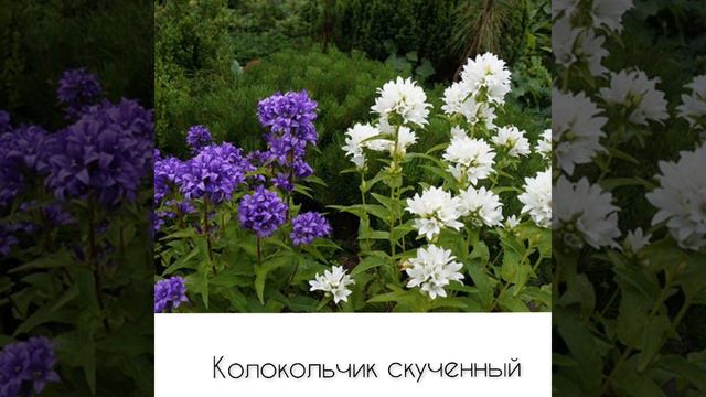 КОЛОКОЛЬЧИКИ МОИ, ЦВЕТИКИ СТЕПНЫЕ