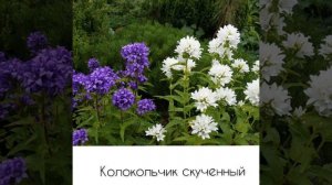 КОЛОКОЛЬЧИКИ МОИ, ЦВЕТИКИ СТЕПНЫЕ