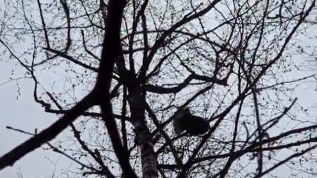 Рябчик, подманиваем рябчика.wmv