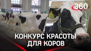 На выставке «Звезда Подмосковья» выбрали самую лучшую корову Московской области
