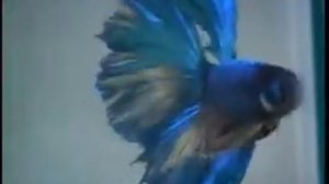 Рыбки-петушки — содержание в аквариуме