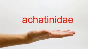 How to Pronounce achatinidae - American English