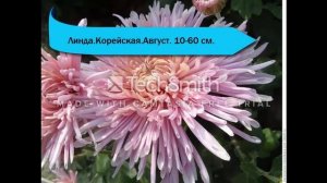 Хризантема  корейская и мультифлора почтой России.Осень 2021.