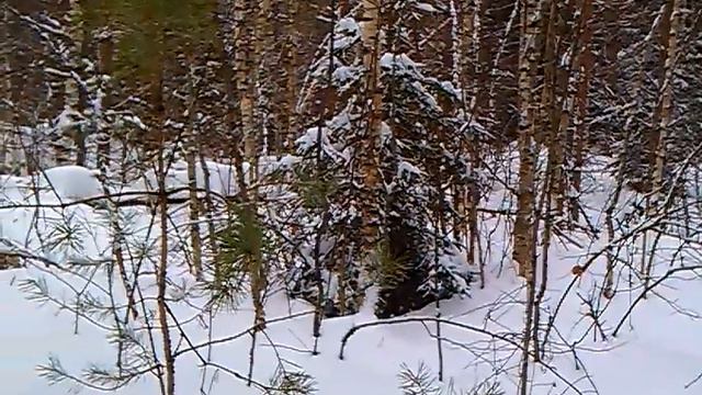 Первая работа молодой гончей по зайцу