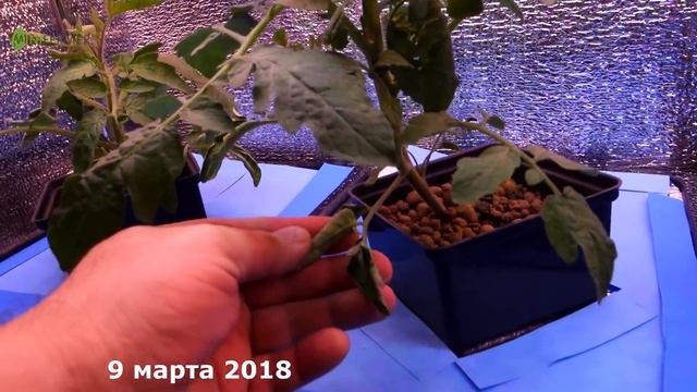 Занимательная гидропоника. Томаты часть  2.