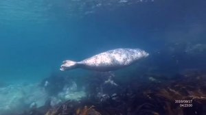 Бухта Витязь, ларга (пятнистый тюлень).