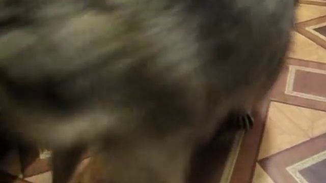 енотобесилки смотреть онлайн