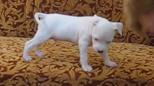 Щенки американского стаффордширского терьера