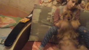 Уход  за  собакой  кокер  спаниель