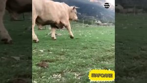 Шаролезская порода!!! Шаролле зотли буқа!!! ???