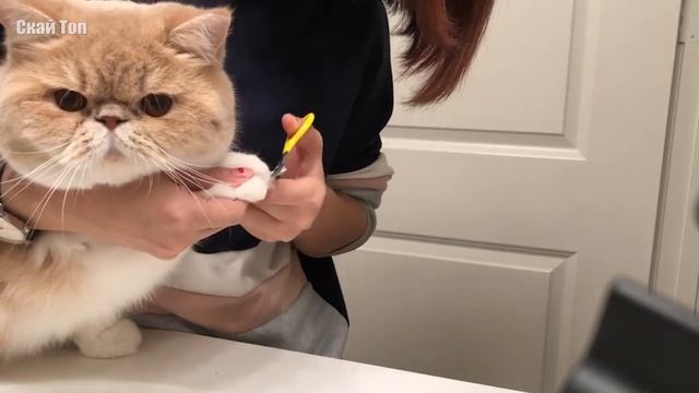 Самые популярные породы кошек в мире!
