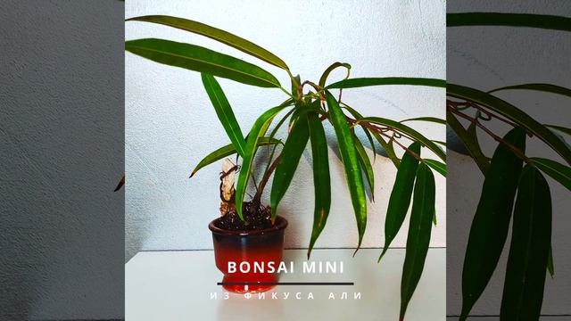 Бонсай Мини из фикуса Али смотреть онлайн