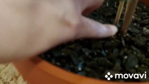 Араукария: максимально подробно про уход за комнатной елью.
