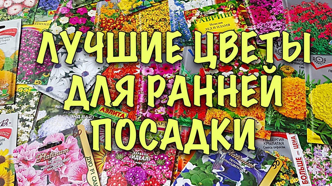 Что посеять в ФЕВРАЛЕ. Лучшие КРАСИВОЦВЕТУЩИЕ  ОДНОЛЕТНИКИ и МНОГОЛЕТНИКИ