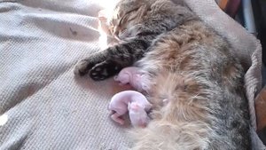 кошка кормит крольчат