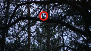 Охота на глухаря этой весной.