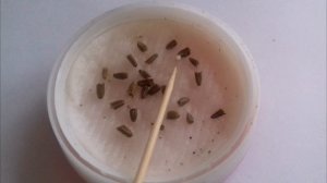 Эхинацея выращивание из семян